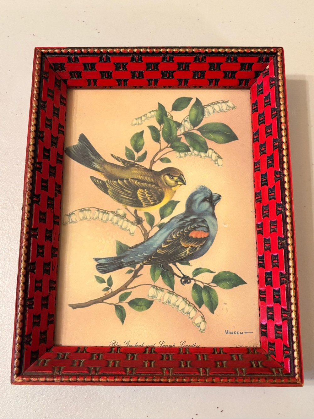 Rare Vintage Vincent Litho Blue Grosbeak & Swamp Leucothoe Print in Red Frame